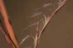 Little bluestem